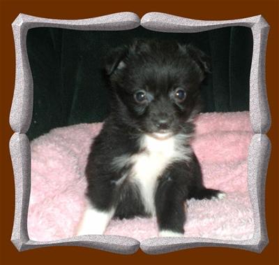 Toy Male